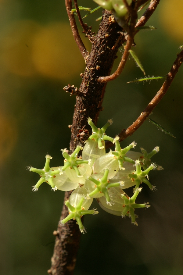 Acrotriche serrulata